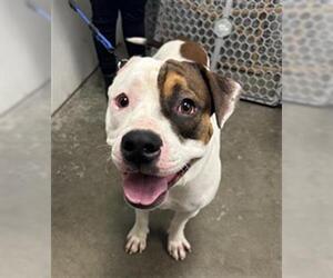 American Bulldog Dogs for adoption in Rosenberg, TX, USA