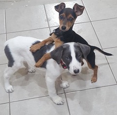Lab-Pointer Dogs for adoption in Phoenix , AZ, USA