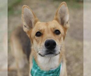 German Shepherd Dog Dogs for adoption in San Antonio, TX, USA