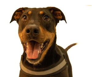 Doberman Pinscher-German Shepherd Dog Mix Dogs for adoption in Brooklyn Center, MN, USA