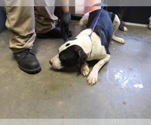 Mutt Dogs for adoption in Tulsa, OK, USA