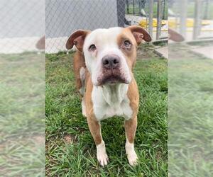 Staffordshire Bull Terrier Dogs for adoption in Rosenberg, TX, USA