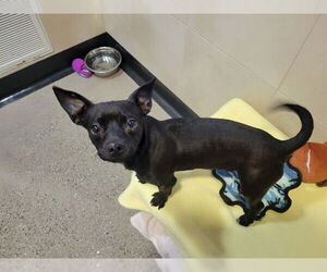 Chihuahua Dogs for adoption in Redwood City, CA, USA