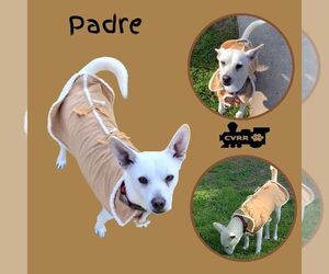 Mutt Dogs for adoption in Lindsay, CA, USA