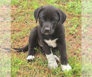 Labrador Retriever-Unknown Mix Dogs for adoption in Alexander, AR, USA