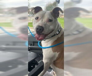 Mutt Dogs for adoption in Lodi, CA, USA