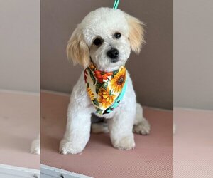 Bichon Frise Dogs for adoption in Menifee, CA, USA