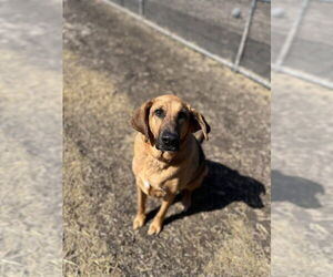 Bloodhound Dogs for adoption in Saginaw, MI, USA