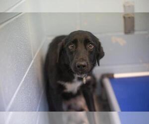 Border-Aussie Dogs for adoption in Mountain Home, AR, USA
