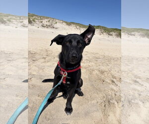 Labrador Retriever-Unknown Mix Dogs for adoption in Wakefield, RI, USA