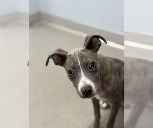 American Staffordshire Terrier-Whippet Mix Dogs for adoption in Sanford, FL, USA