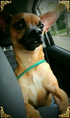 Chiweenie Dogs for adoption in Akron, OH, USA