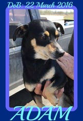 Chipin Dogs for adoption in Sebec, ME, USA
