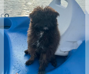 Pomeranian Dogs for adoption in Brooklyn Center, MN, USA