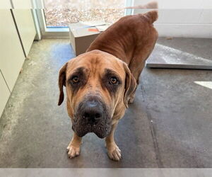 Mastiff-Unknown Mix Dogs for adoption in Tavares, FL, USA