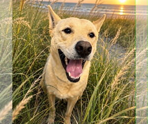 Unknown-white german shepherd Mix Dogs for adoption in Westminster, MD, USA