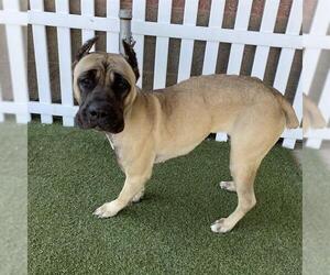 Mutt Dogs for adoption in Modesto, CA, USA