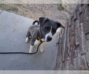 Mutt Dogs for adoption in Pueblo, CO, USA