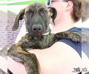 Catahoula Leopard Dog-Unknown Mix Dogs for adoption in Washington, DC, USA