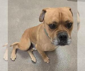 American Bulldog-Unknown Mix Dogs for adoption in HESPERIA, CA, USA