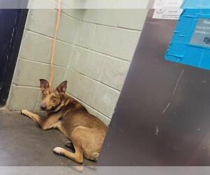 German Shepherd Dog-Unknown Mix Dogs for adoption in Tulsa, OK, USA