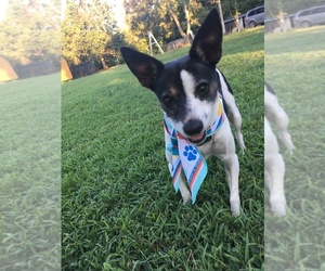 Rat Terrier Dogs for adoption in Conway, AR, USA