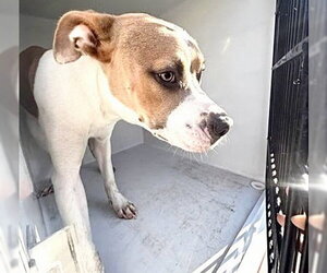 Mutt Dogs for adoption in Houston, TX, USA