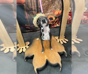 Chihuahua Dogs for adoption in Globe, AZ, USA