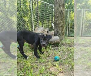 American Pit Bull Terrier-Unknown Mix Dogs for adoption in Peoria, IL, USA