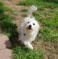 Small Poodle (Standard) Mix