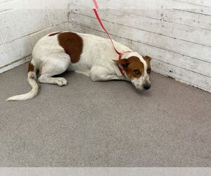 Labrador Retriever Dogs for adoption in San Bernardino, CA, USA