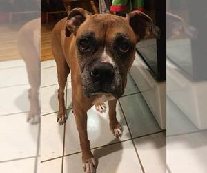Boxer Dogs for adoption in Buffalo, NY, USA