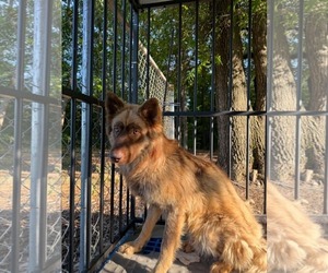 Siberian Husky Dogs for adoption in Holly Springs, NC, USA