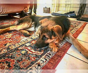 German Shepherd Dog Dogs for adoption in Modesto, CA, USA