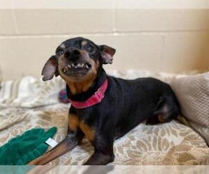 Miniature Pinscher Dogs for adoption in Center Township, PA, USA