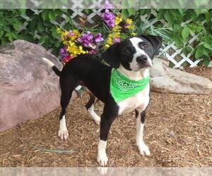 Mutt Dogs for adoption in Oklahoma City, OK, USA