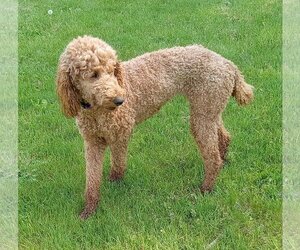 Poodle (Standard) Dogs for adoption in Fort Wayne, IN, USA