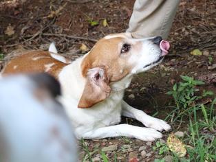 Beagle Dogs for adoption in Marble, NC, USA
