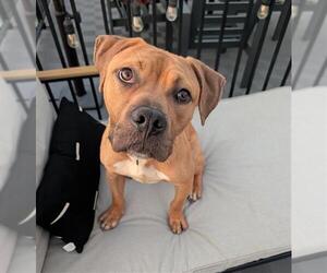 American Pit Bull Terrier-Unknown Mix Dogs for adoption in Denver, CO, USA