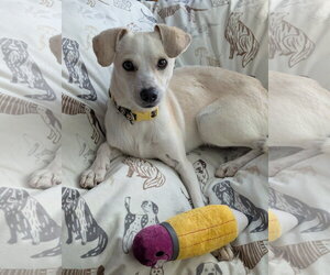 Chihuahua-Unknown Mix Dogs for adoption in Missouri City, TX, USA