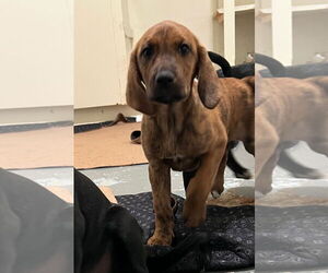 Mutt Dogs for adoption in Alturas, CA, USA