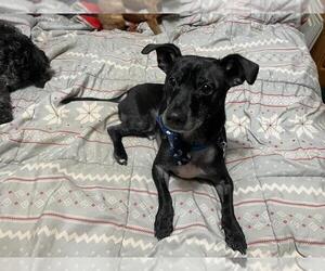 Chihuahua-Unknown Mix Dogs for adoption in Bellingham, WA, USA