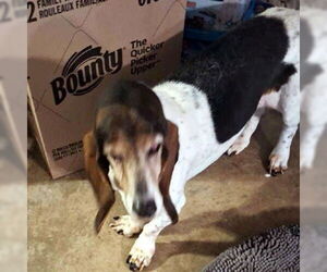 Basset Hound Dogs for adoption in Deepwater, NJ, USA