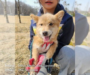 Pembroke Welsh Corgi-Unknown Mix Dogs for adoption in Agoura Hills, CA, USA