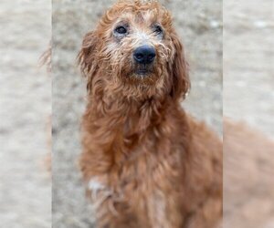 Irish Doodle Dogs for adoption in Pacolet, SC, USA