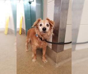 Dachshund Dogs for adoption in Santa Maria, CA, USA