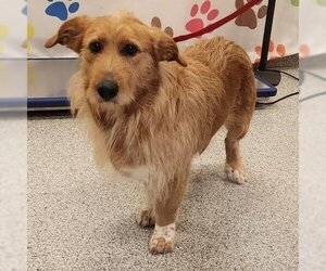 Border Terrier-Golden Retriever Mix Dogs for adoption in Houston, TX, USA