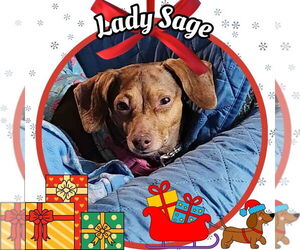 Dachshund Dogs for adoption in San Antonio, TX, USA