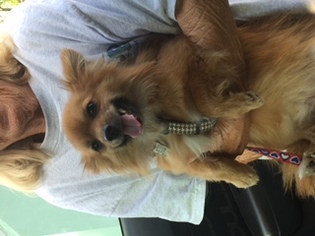 Pomeranian Dogs for adoption in Fort Lauderdale, FL, USA