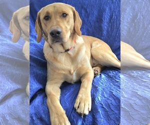 Mutt Dogs for adoption in Cuba, NY, USA